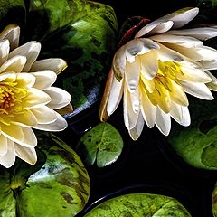 photo "Simply Water Lilies"