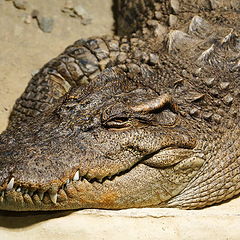 фото "Не спит....крокодил"