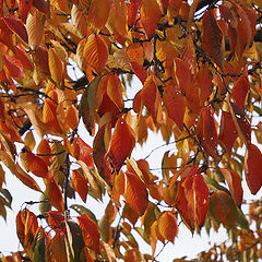 фото "Autumn leaves"