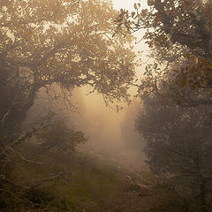 фото "Осенние туманы...."