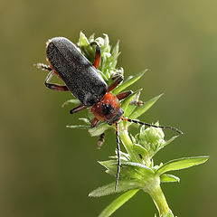 фото "Cantharis fusca Linnaeus, 1758 - Мягкотелка тёмная (бурая)"