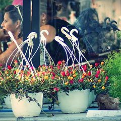 фото "market: selling flowers"