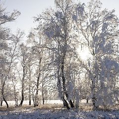 фото "Под зимним покрывалом"