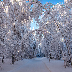 фото "Снежная аллея"