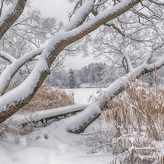 фото "Снежная"