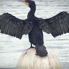 photo "in the port, cormorant"