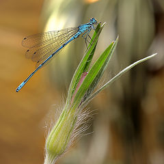 фото "Coenagrion pulchellum - Стрелка красивая"