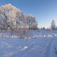 фото ""Чьи это следы петляют, около лесных дорог...? " ;))"