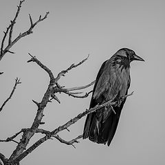 фото "черный ворон"