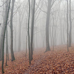 фото "Осенний  туман."
