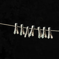 photo "Seven on a string"