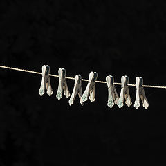 фото "Seven on a string"