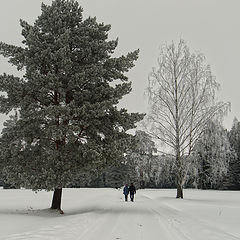 фото "Два дерева"