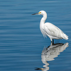 фото "Little Egret"