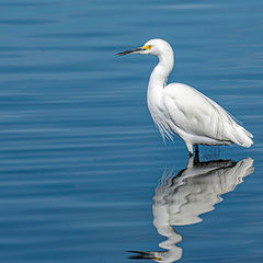 photo "Little Egret"