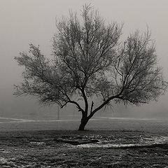 фото "Дерево Моны"