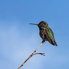 photo "Anna's Hummingbird"