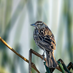 photo "Purple Finch female"