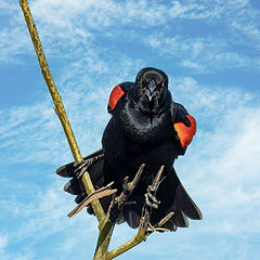 фото "Red-winged blackbird"