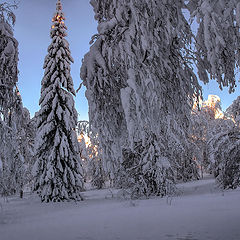 фото "Лесная красавица"