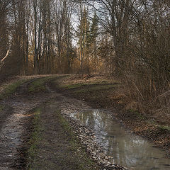 фото "Лесная дорога"