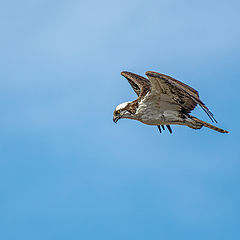 фото "Osprey looking to hunt for a fish"