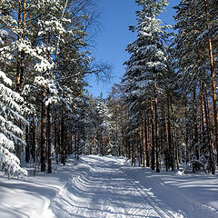 фото "Лыжня зовет"