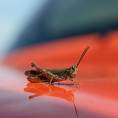 photo "Grasshopper"