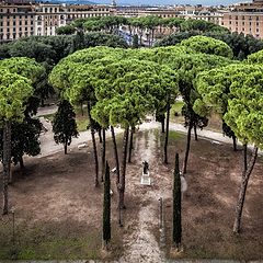 photo "Pine Trees (and other conifers) in Rome"