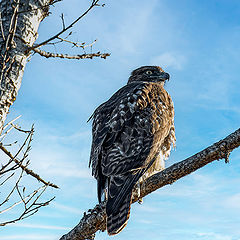 фото "Red-tailed hawk"