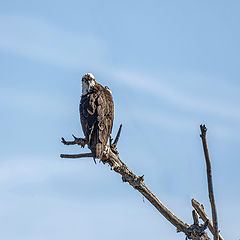 photo "Osprey"