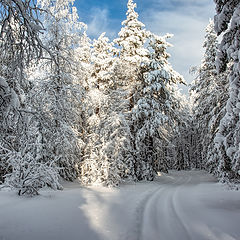 фото "Зимняя дорога"