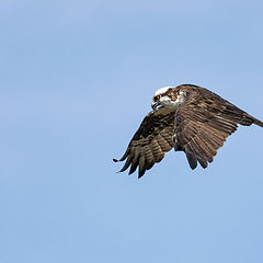 photo "Osprey"