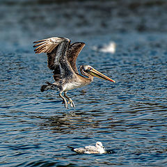 photo "Brown pelican"