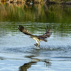 фото "Osprey wirh catch of the day"