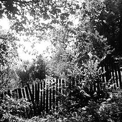 фото "Забор в лесу"