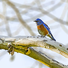 photo "Western Bluebird"