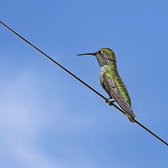 photo "Anna's Hummingbird"