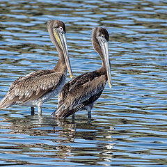 photo "Brown Pelican"