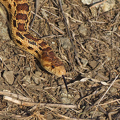 фото "О сусликовой змее"