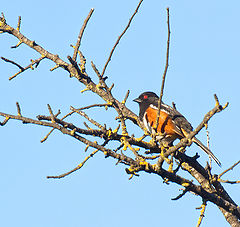 photo "Пипило пятнистый (Spotted Towhee)"