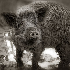фото "Свинья грязи найдёт"
