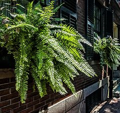 photo "Fern in the City"