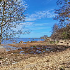 photo "May in Letipea bay. Laane Virumaa. Estonia"