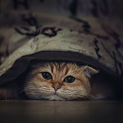 photo "A game of hide and seek..."