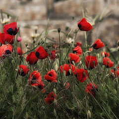 photo "Poppies growing at an altitude of 700m"