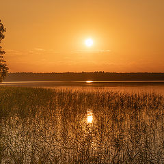 фото "Злато"