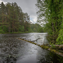 фото "Ливень"