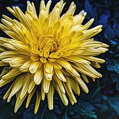 photo "Chrysanthemum"