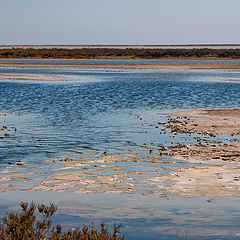 photo "солнчаки"